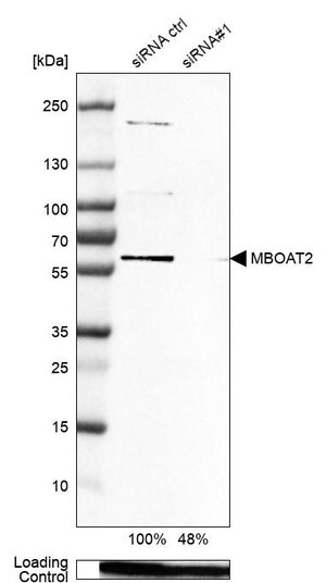 Merck Anti-MBOAT2 antibody produced in rabbit