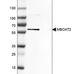 Merck Anti-MBOAT2 antibody produced in rabbit