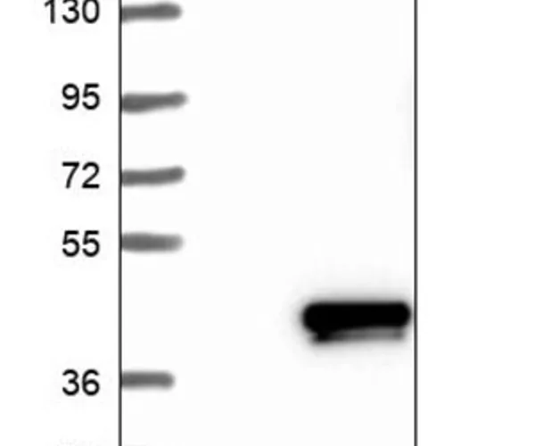 Merck Anti-SGCZ antibody produced in rabbit