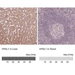 Merck Anti-HYAL1 antibody produced in rabbit