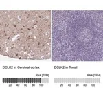Merck Anti-DCLK2 antibody produced in rabbit