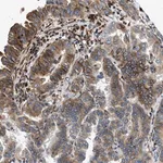 Merck Anti-TMEM248 antibody produced in rabbit