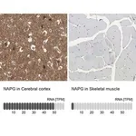 Merck Anti-NAPG antibody produced in rabbit