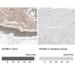 Merck Anti-EPHB3 antibody produced in rabbit