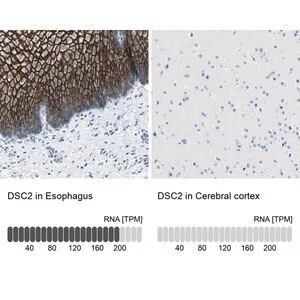 Merck Anti-DSC2 antibody produced in rabbit