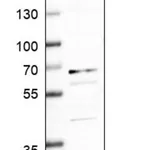 Merck Anti-GAPT antibody produced in rabbit