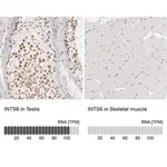 Merck Anti-INTS6 antibody produced in rabbit