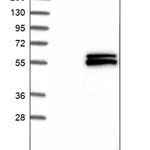 Merck Anti-ATG4C antibody produced in rabbit
