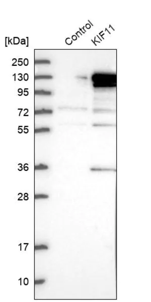 Merck Anti-KIF11 antibody produced in rabbit