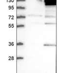 Merck Anti-KIF11 antibody produced in rabbit