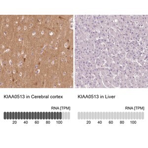 Merck Anti-KIAA0513 antibody produced in rabbit