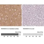 Merck Anti-KIAA0513 antibody produced in rabbit