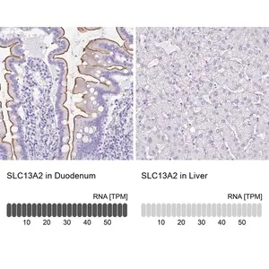 Merck Anti-SLC13A2 antibody produced in rabbit