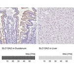 Merck Anti-SLC13A2 antibody produced in rabbit