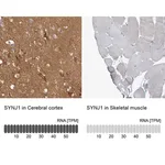 Merck Anti-SYNJ1 antibody produced in rabbit