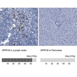 Merck Anti-GPR18 antibody produced in rabbit