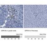 Merck Anti-GPR18 antibody produced in rabbit