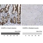 Merck Anti-CASP6 antibody produced in rabbit