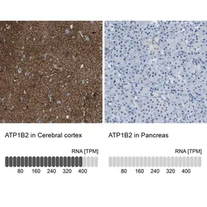 Merck Anti-ATP1B2 antibody produced in rabbit