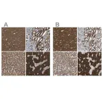 Merck Anti-C1GALT1 antibody produced in rabbit