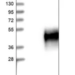 Merck Anti-CD300C antibody produced in rabbit