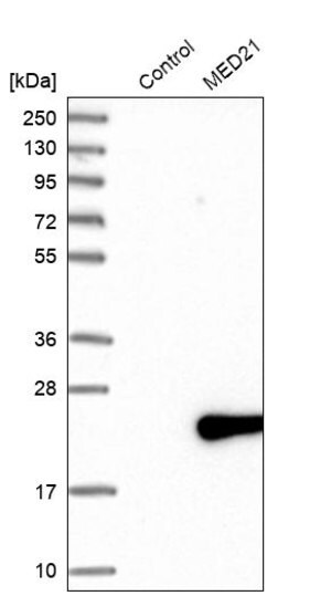 Merck Anti-MED21 antibody produced in rabbit
