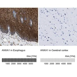 Merck Anti-ANXA1 antibody produced in rabbit