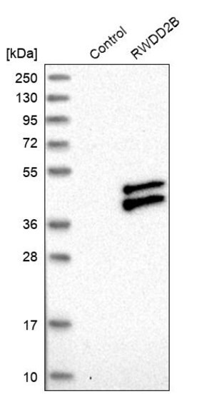 Merck Anti-RWDD2B antibody produced in rabbit