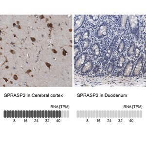 Merck Anti-GPRASP2 antibody produced in rabbit