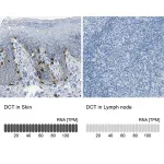 Merck Anti-DCT antibody produced in rabbit