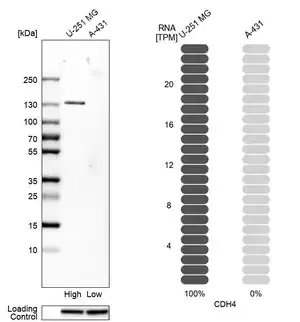 Merck Anti-CDH4 antibody produced in rabbit