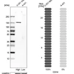 Merck Anti-CDH4 antibody produced in rabbit