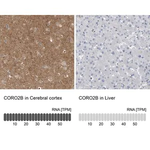 Merck Anti-CORO2B antibody produced in rabbit