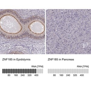 Merck Anti-ZNF185 antibody produced in rabbit