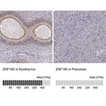 Merck Anti-ZNF185 antibody produced in rabbit