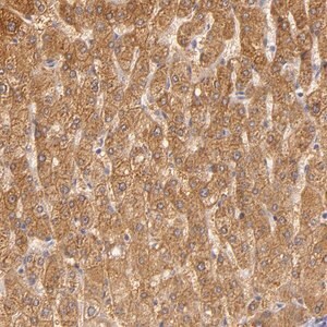 Merck Anti-CBS antibody produced in rabbit