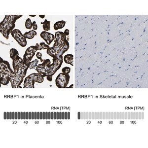 Merck Anti-RRBP1 antibody produced in rabbit