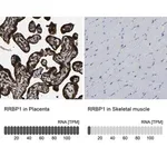 Merck Anti-RRBP1 antibody produced in rabbit