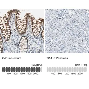 Merck Anti-CA1 antibody produced in rabbit
