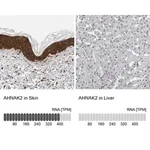 Merck Anti-AHNAK2 antibody produced in rabbit