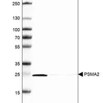 Merck Anti-PSMA2 antibody produced in rabbit