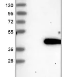 Merck Anti-AGPAT5 antibody produced in rabbit