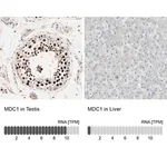 Merck ANTI-MDC1 antibody produced in rabbit