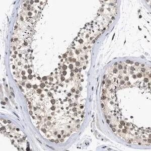 Merck Anti-NUP35 antibody produced in rabbit