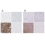 Merck Anti-CEL antibody produced in rabbit