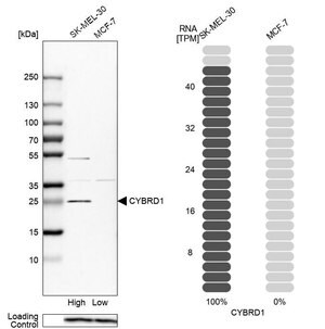Merck Anti-CYBRD1 antibody produced in rabbit