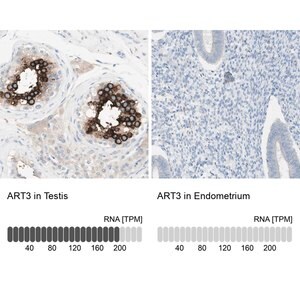 Merck Anti-ART3 antibody produced in rabbit