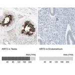 Merck Anti-ART3 antibody produced in rabbit