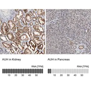 Merck Anti-AUH antibody produced in rabbit