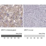 Merck Anti-QPCT antibody produced in rabbit